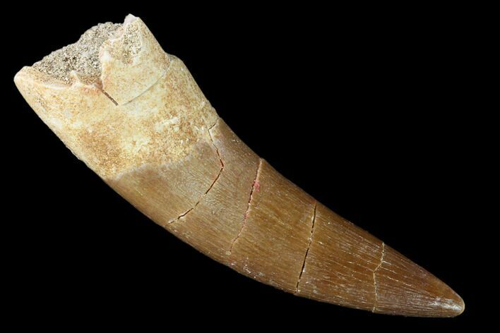 Fossil Plesiosaur (Zarafasaura) Tooth - Morocco #160578